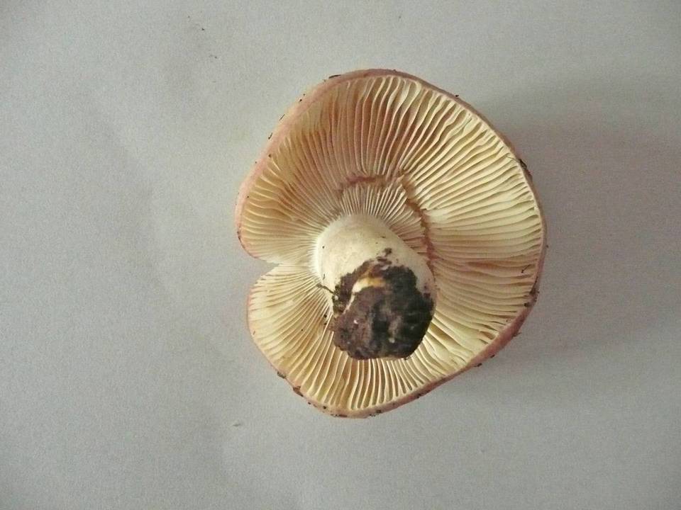 Russula exalbicans image