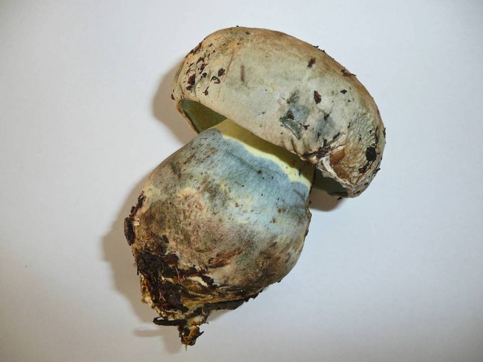 Boletus radicans image