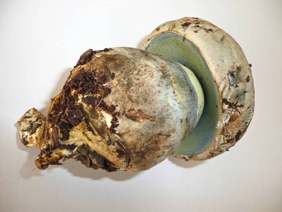 Boletus radicans image
