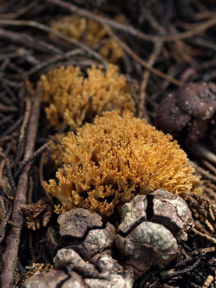 Ramaria curta image