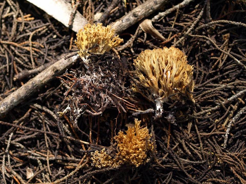 Ramaria curta image