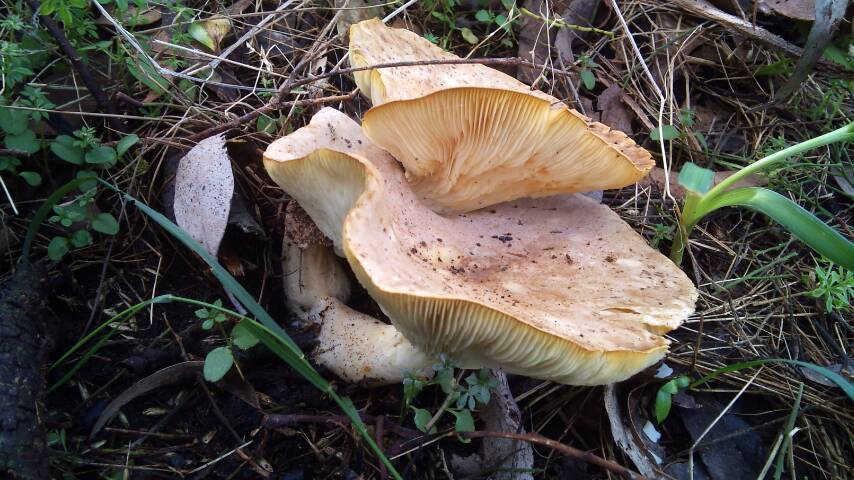 Clitocybe eucalyptorum image