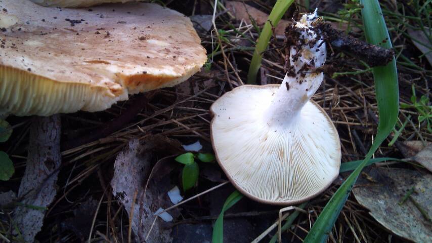 Clitocybe eucalyptorum image