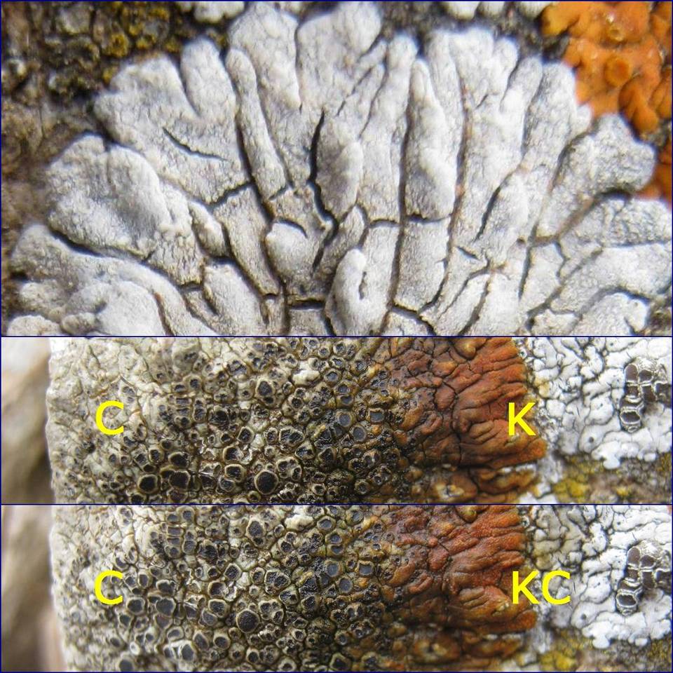 Lobothallia alphoplaca image