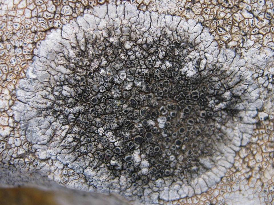 Lobothallia alphoplaca image