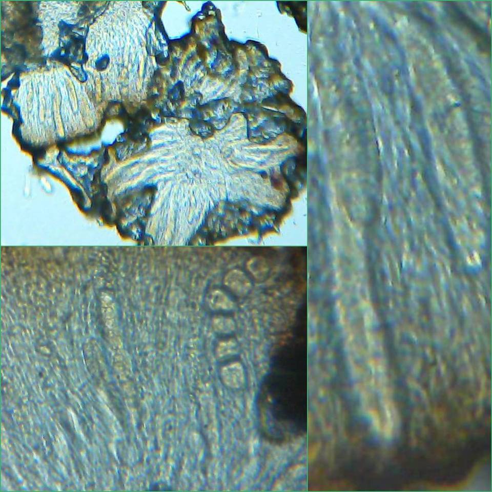 Aspicilia contorta image