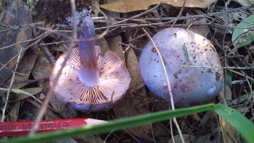 Cortinarius lavendulensis image
