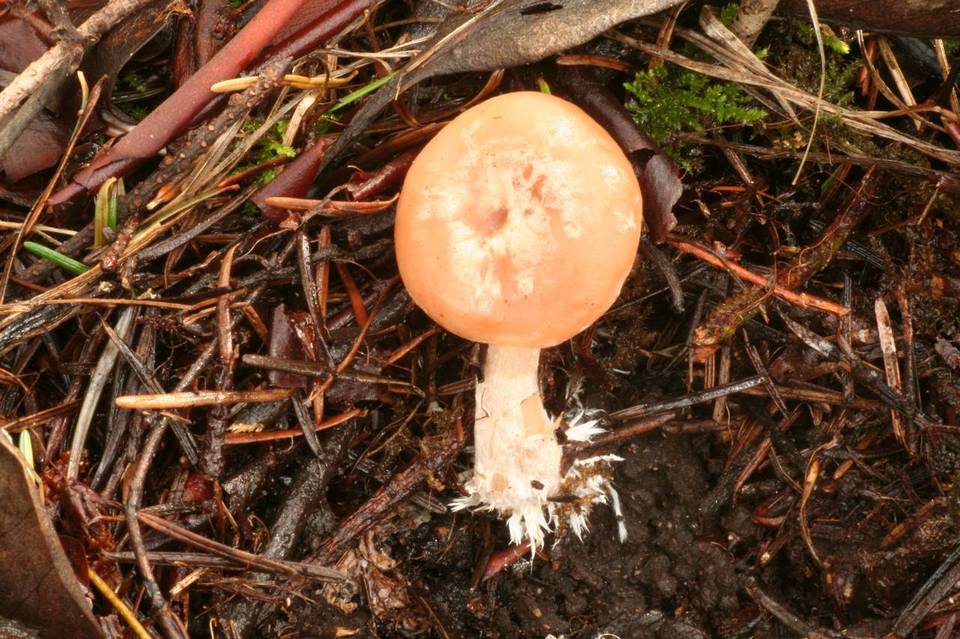 Clitocybe radicellata image