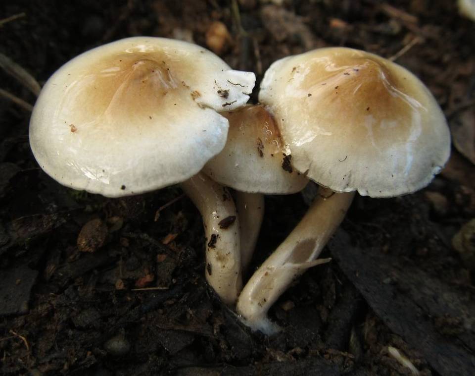 Limacella pitereka image