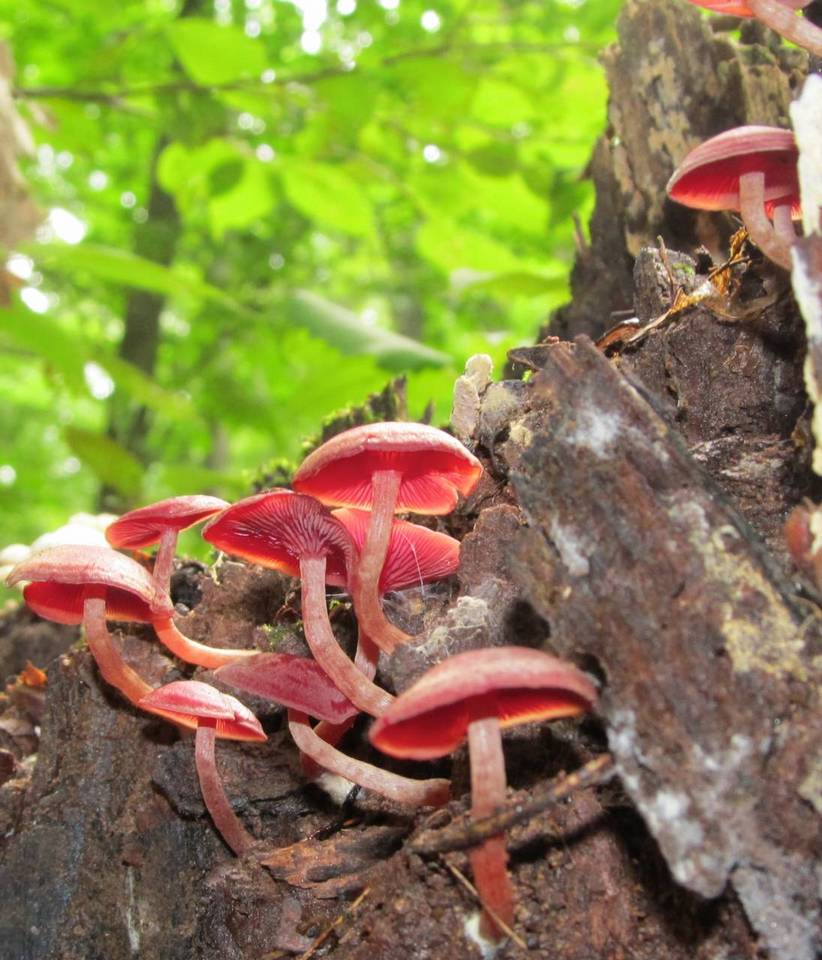 Callistosporium purpureomarginatum image