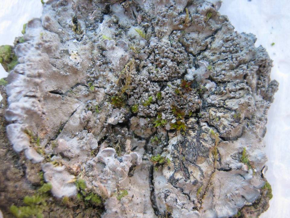 Degelia atlantica image