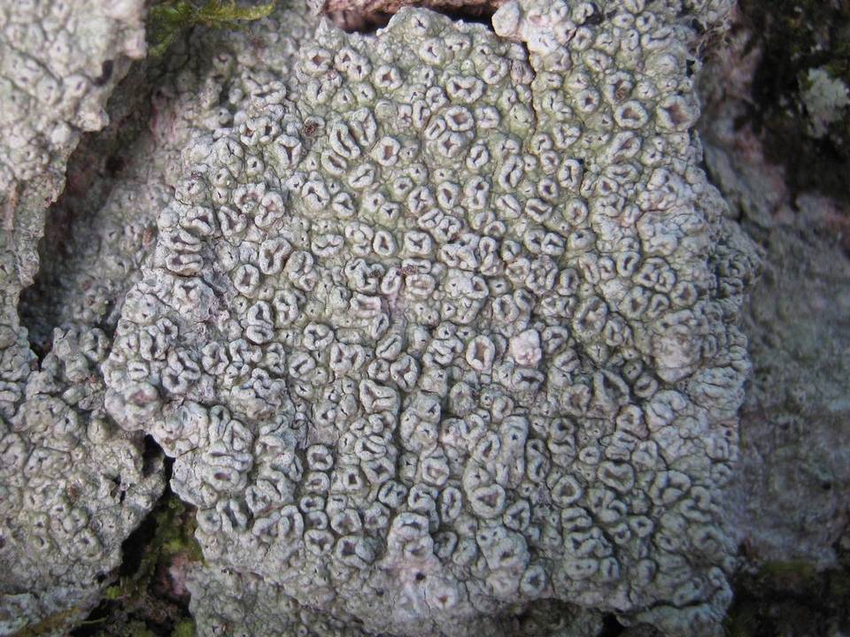 Pertusaria hymenea image