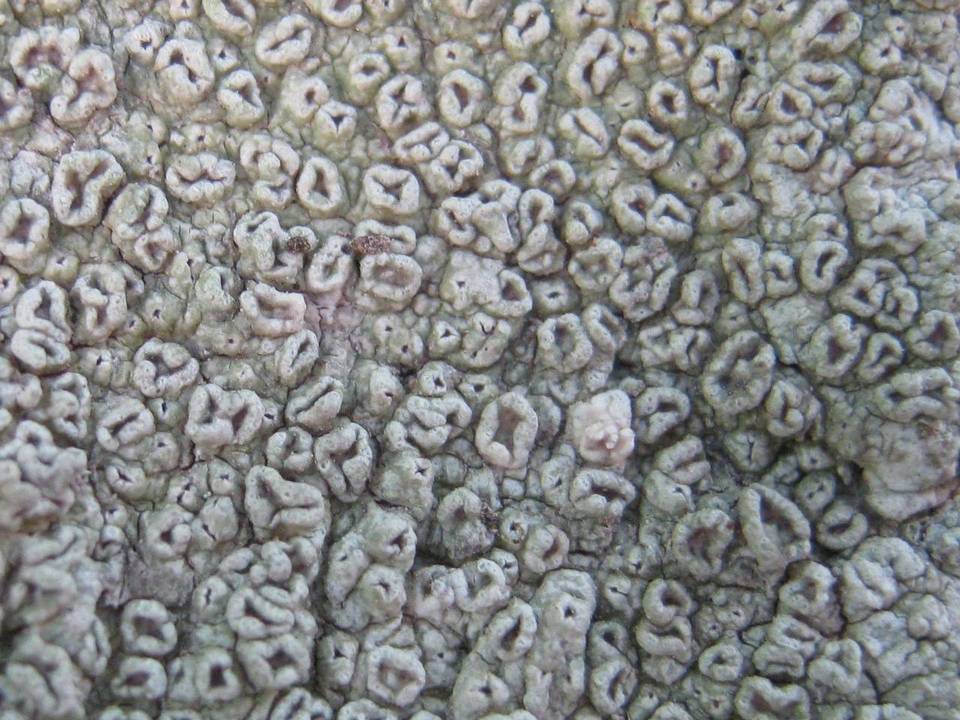 Pertusaria hymenea image