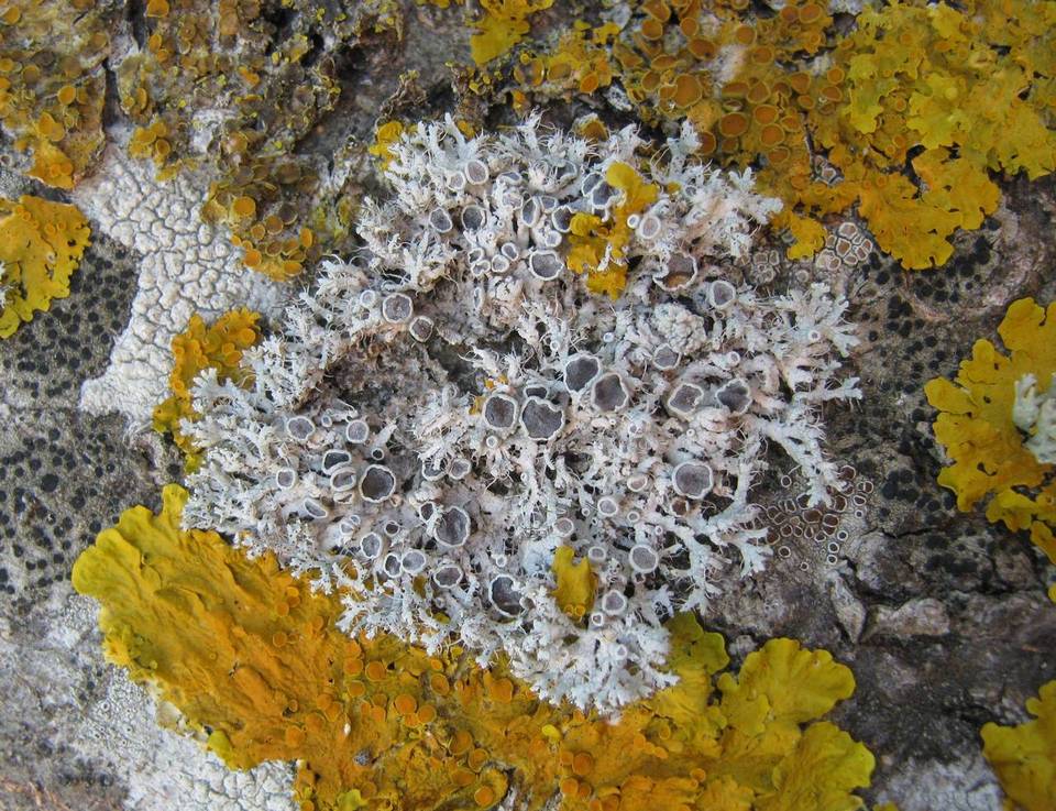 Physcia leptalea image