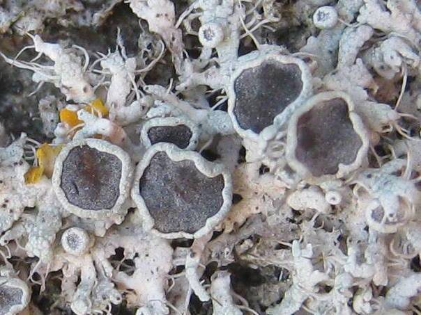 Physcia leptalea image