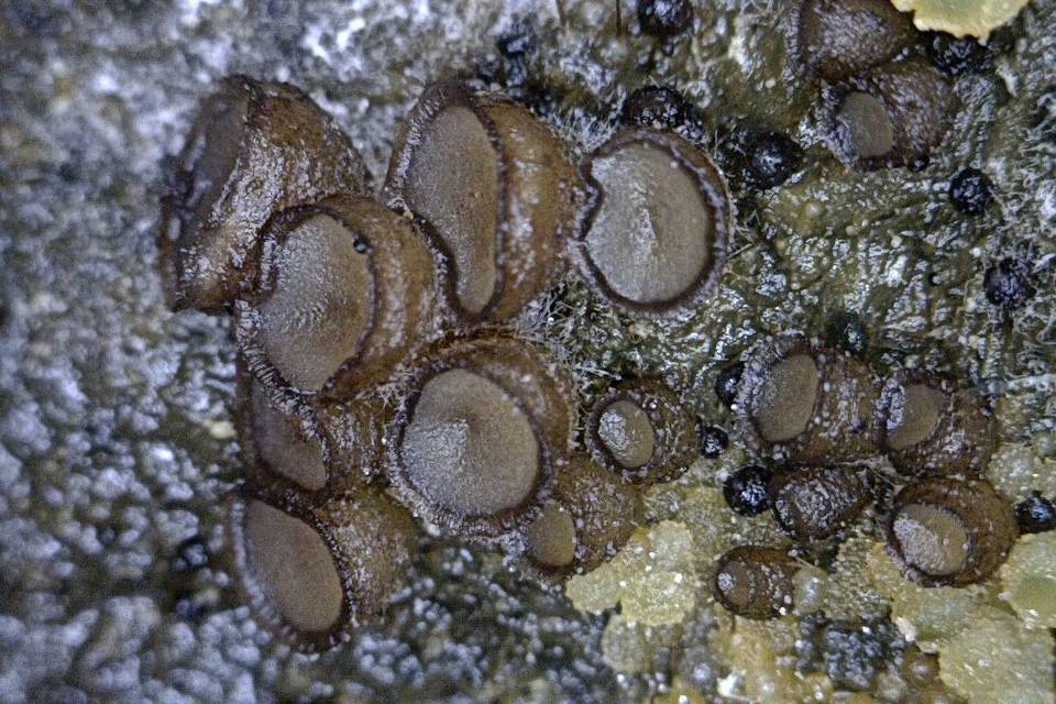 Pseudombrophila cervaria image