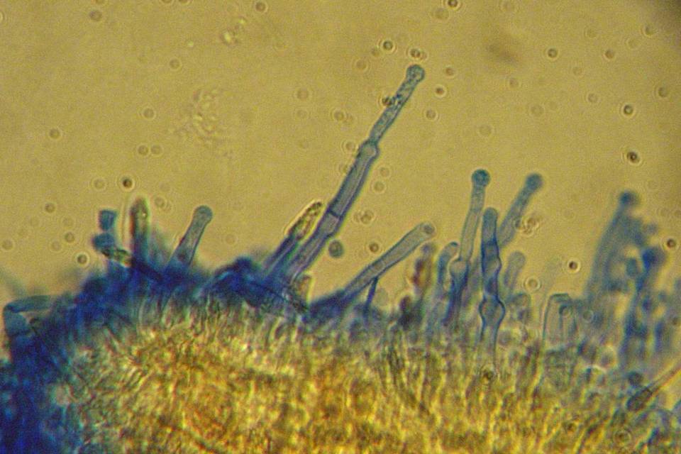 Hyphodontia alutaria image