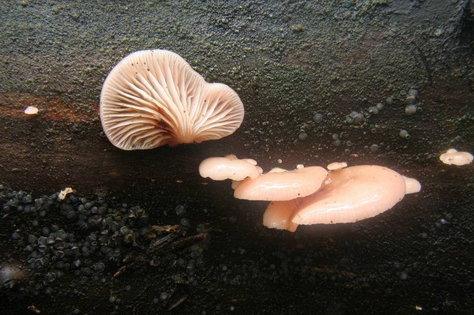 Pleurotopsis longinqua image