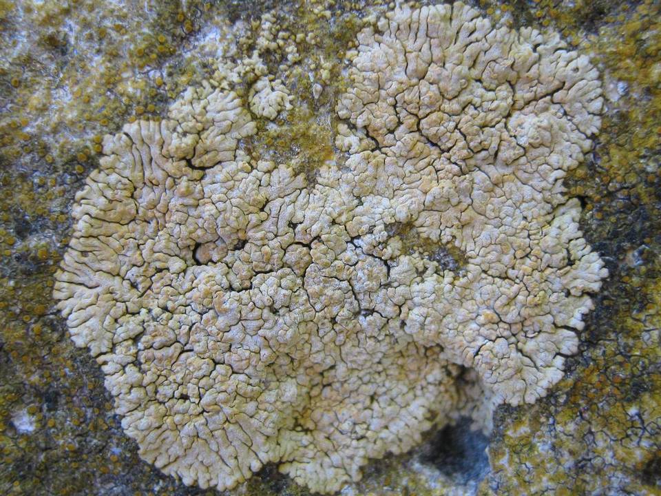Caloplaca decipiens image