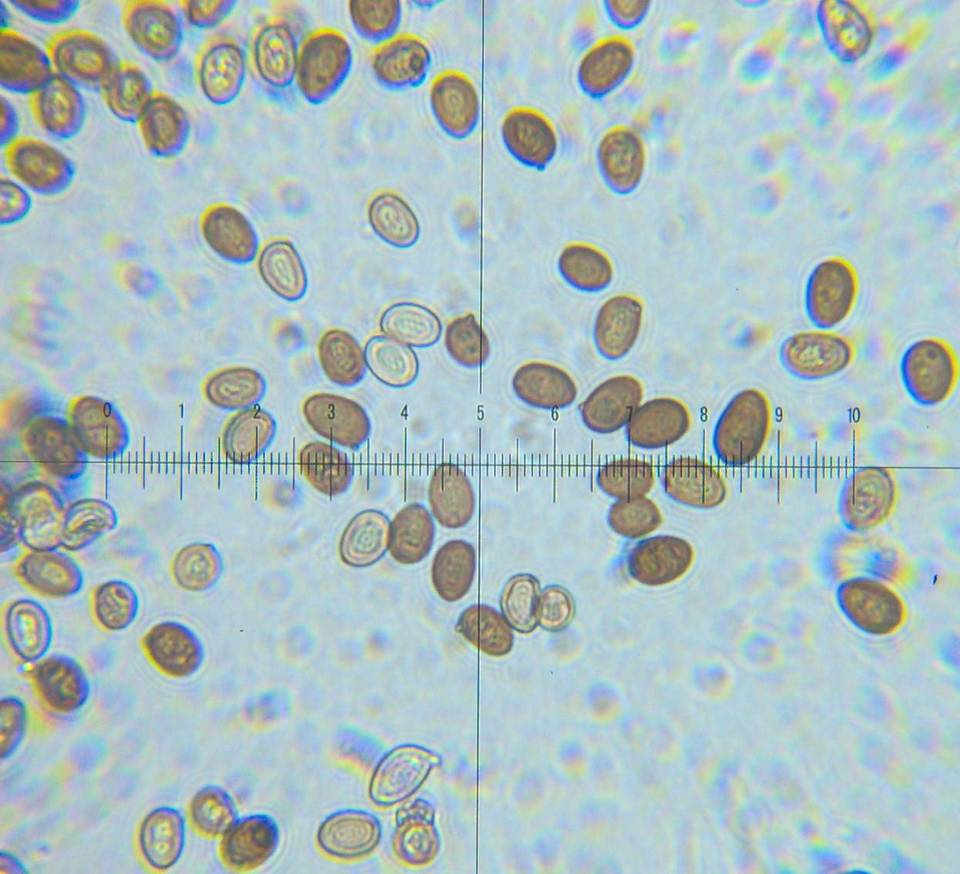 Agaricus solidipes image
