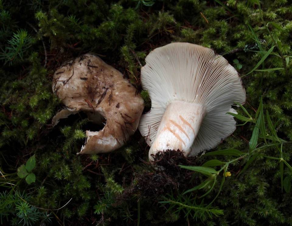 Russula acrifolia image