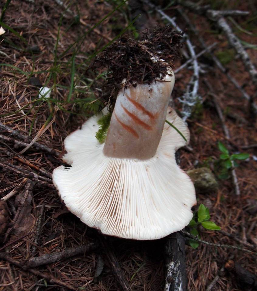 Russula acrifolia image