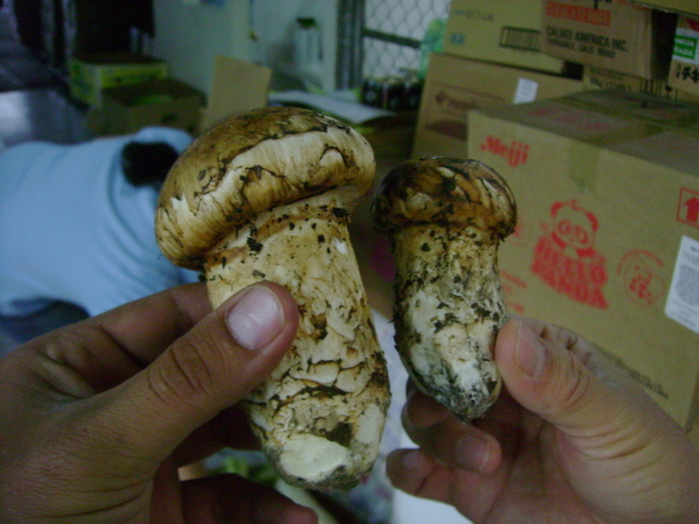 Tricholoma mesoamericanum image