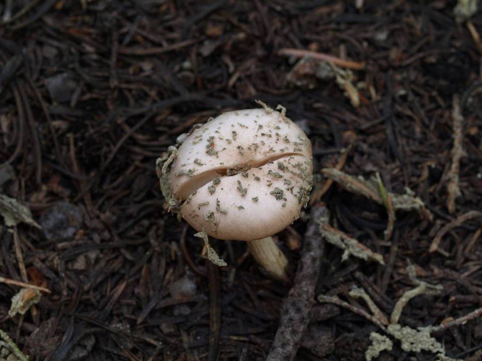 Hygrophorus goetzei image