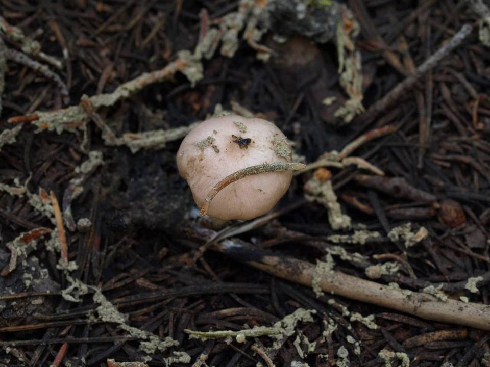 Hygrophorus goetzei image