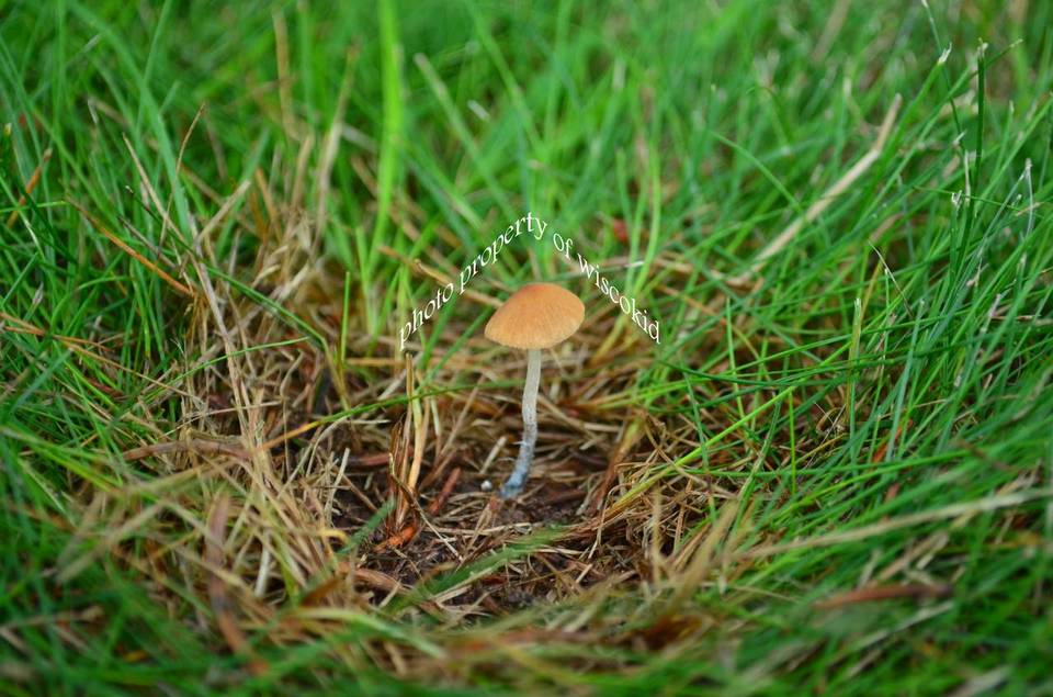 Conocybe smithii image