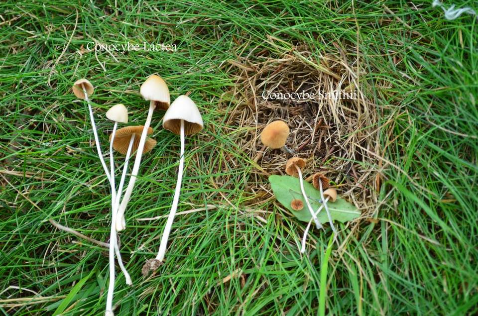 Conocybe smithii image