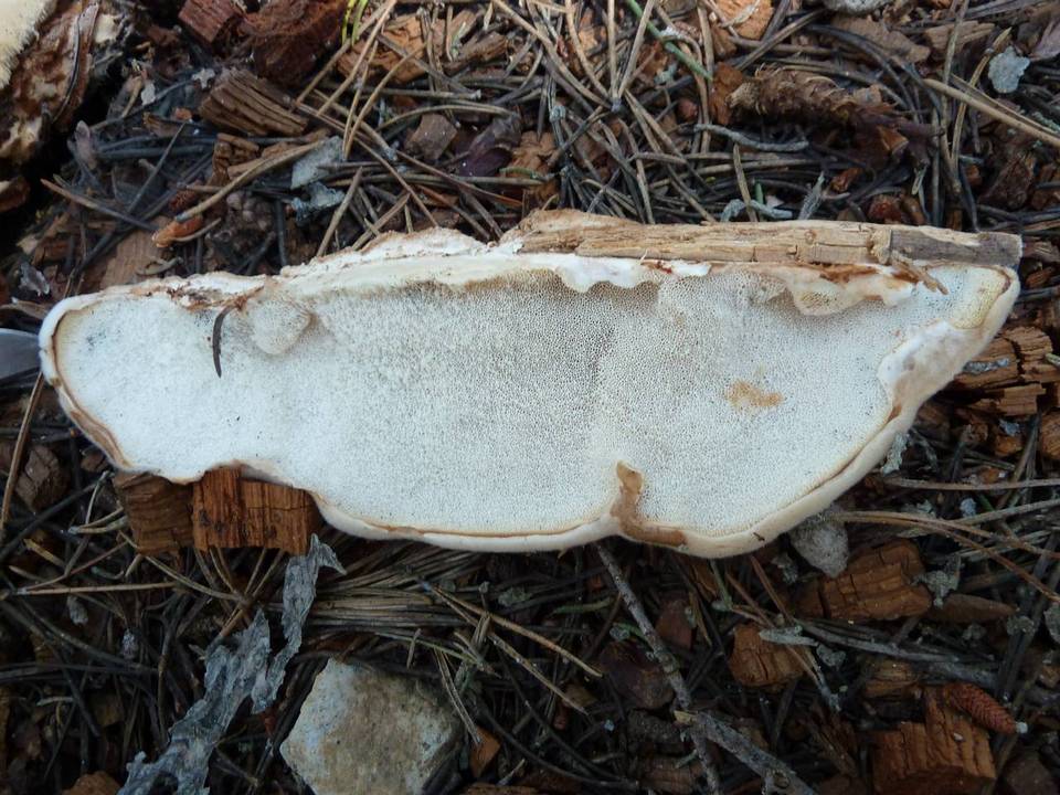 Oligoporus leucospongia image