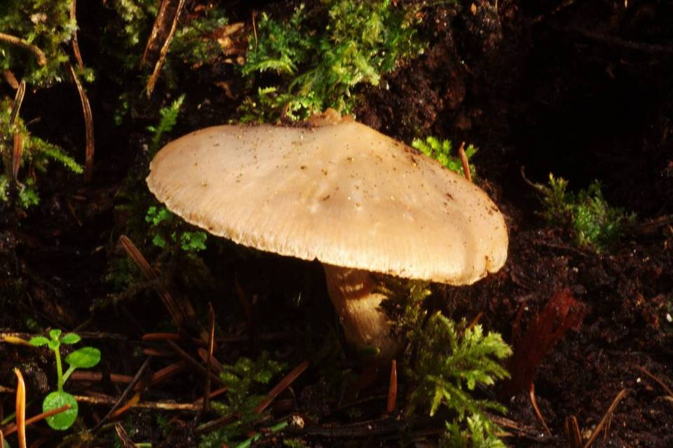 Cortinarius humboldtensis image