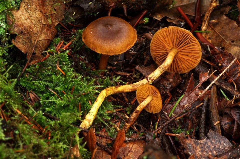 Cortinarius humboldtensis image