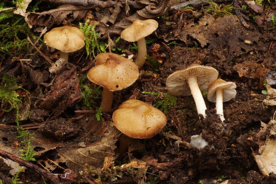 Inocybe nitidiuscula image