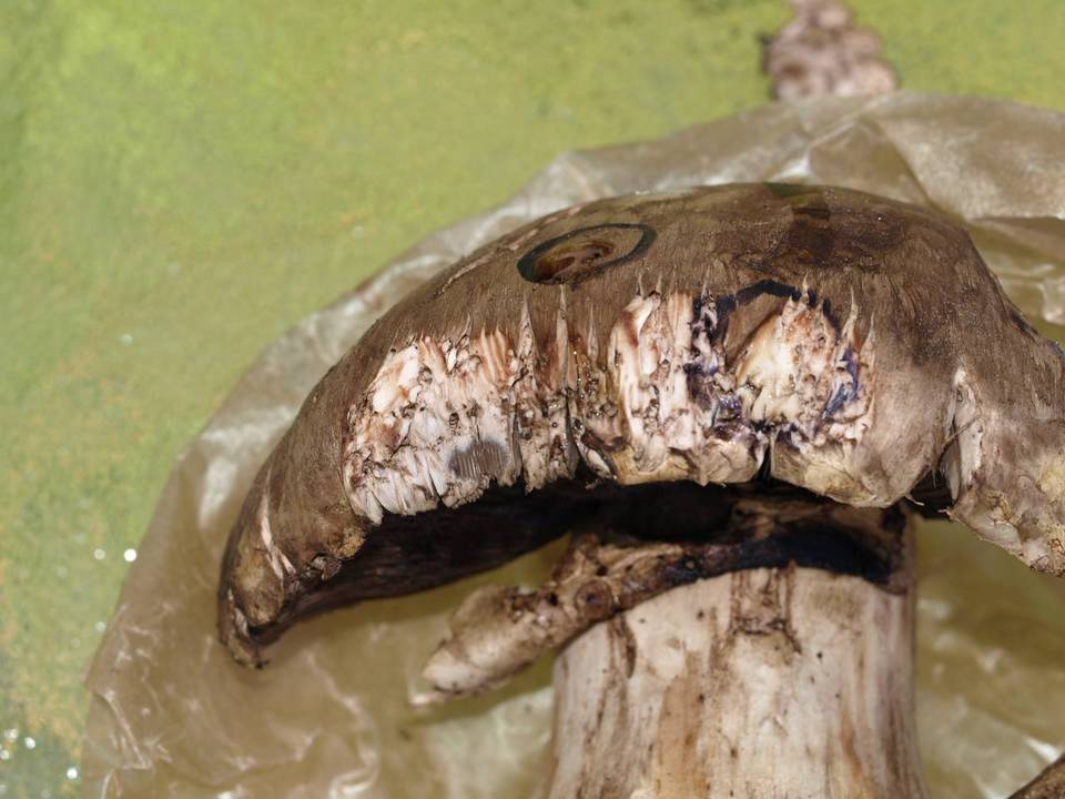 Agaricus lilaceps image