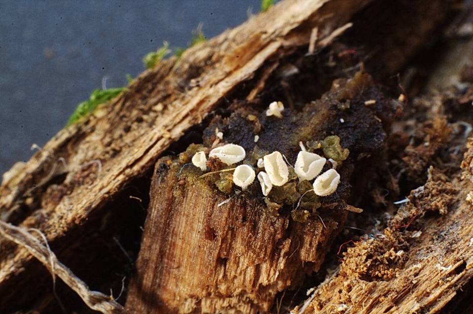 Lachnum brevipilosum image