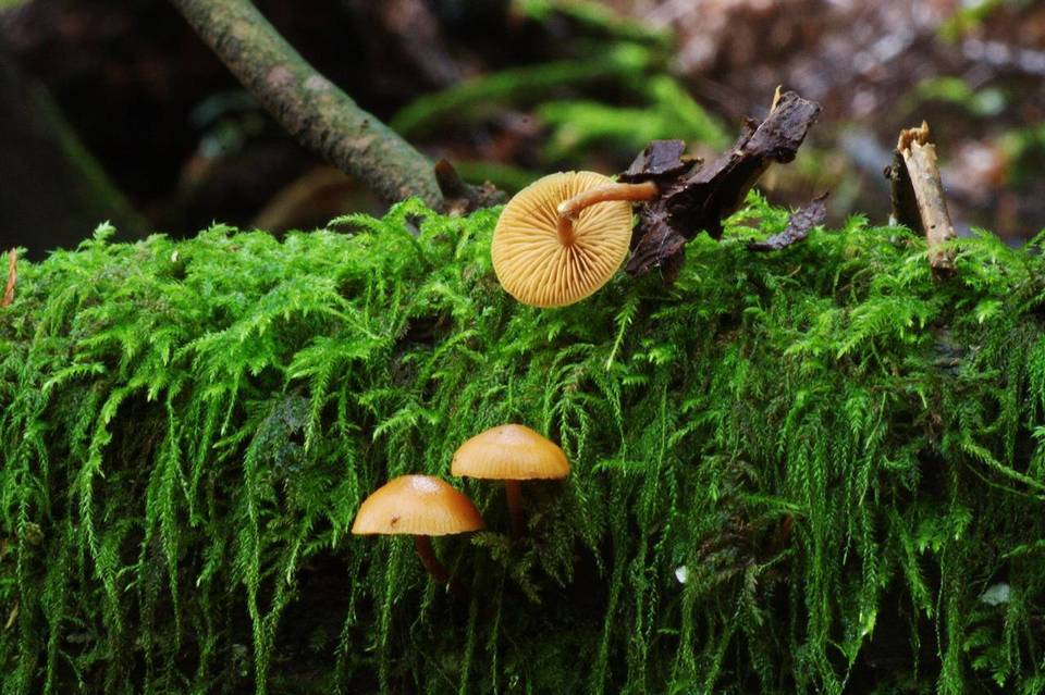 Galerina cinnamomea image