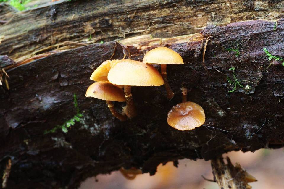 Galerina cinnamomea image