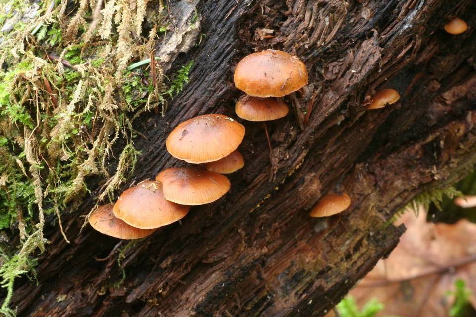 Galerina cinnamomea image