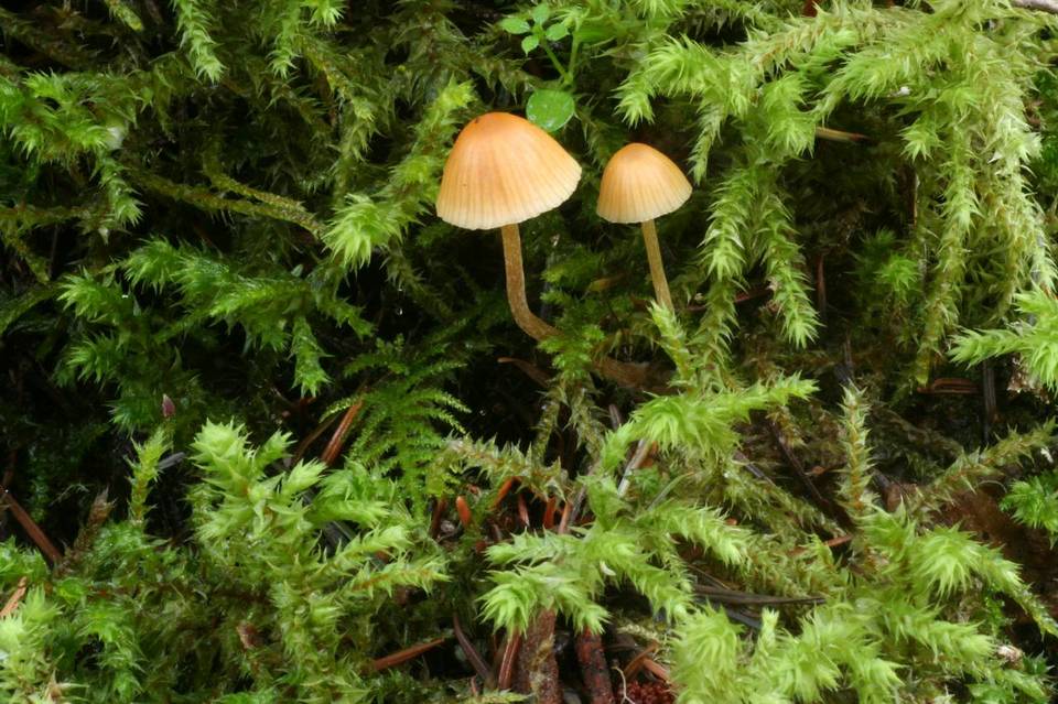 Galerina heterocystis image