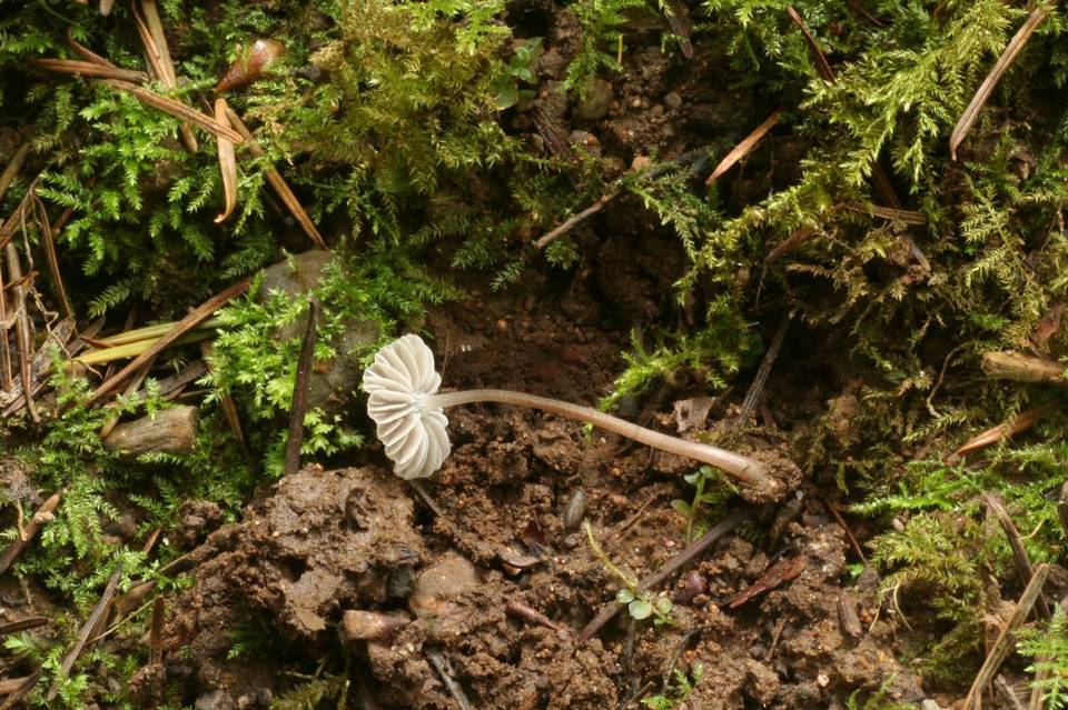 Mycena fragillima image