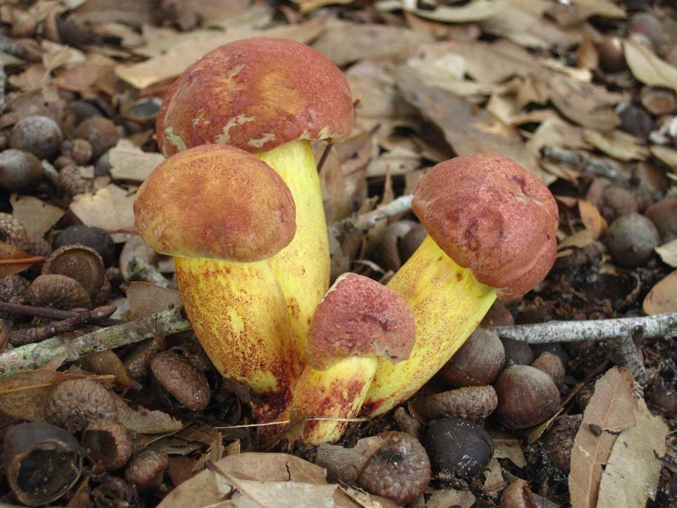 Pulchroboletus rubricitrinus image