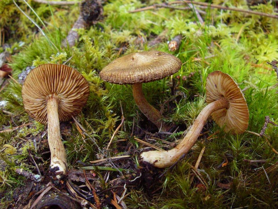 Inocybe acuta image