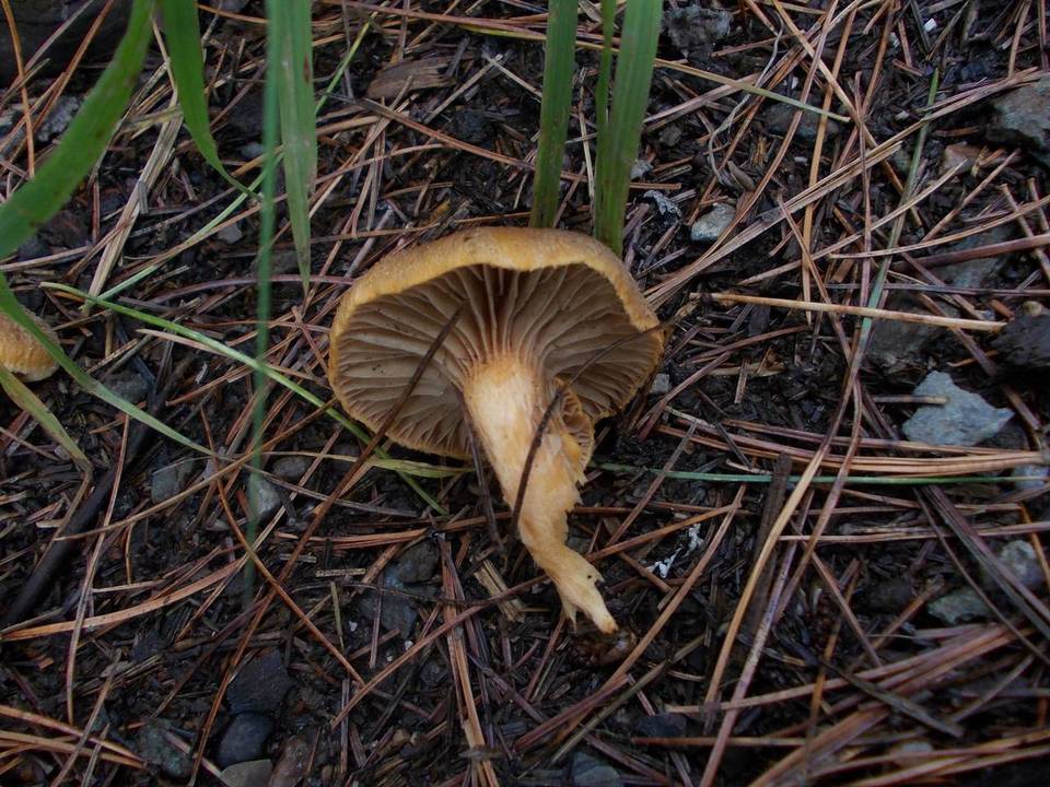 Chroogomphus sibiricus image