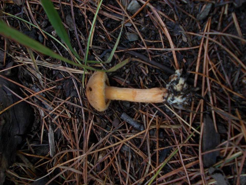 Chroogomphus sibiricus image