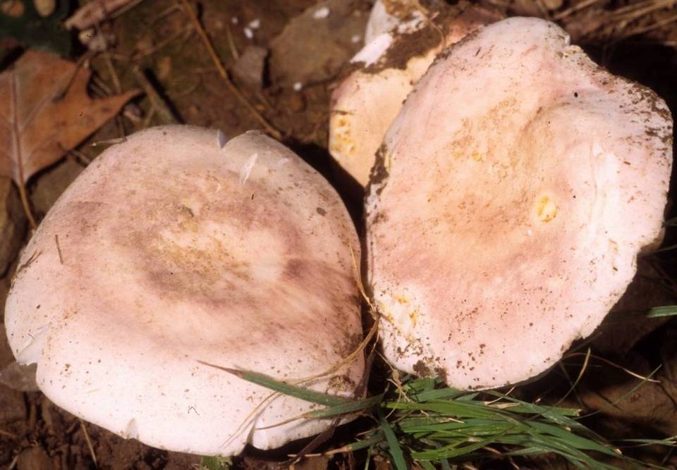 Russula flavisiccans image