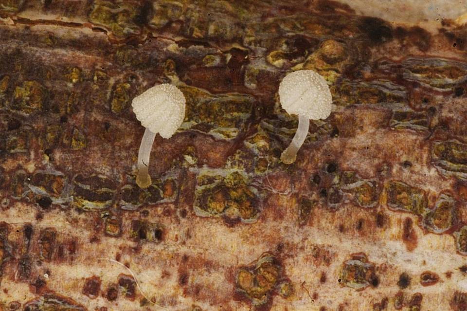 Mycena corynephora image