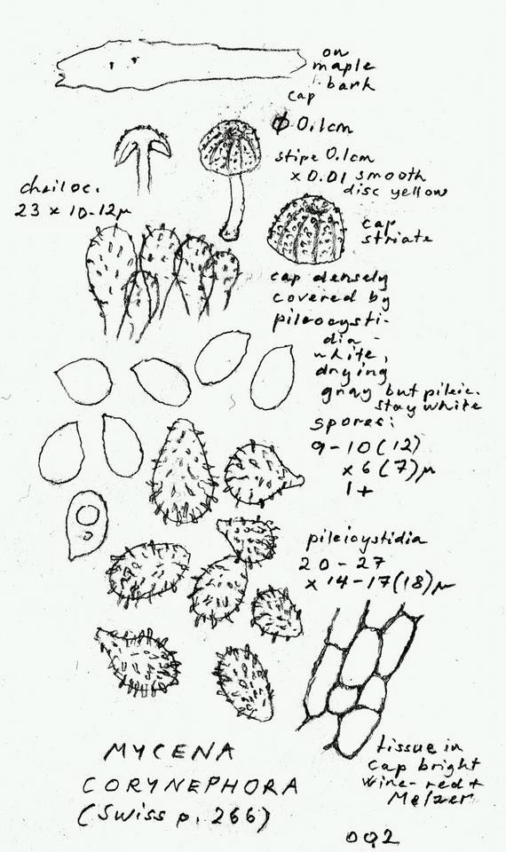 Mycena corynephora image