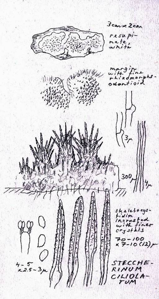 Steccherinum ciliolatum image